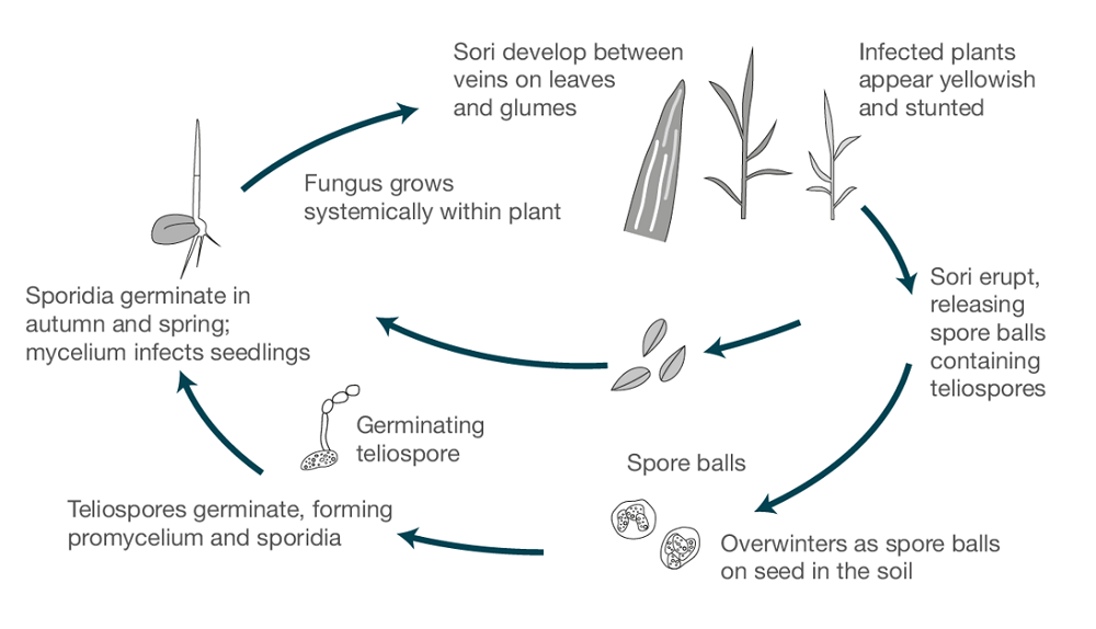 Stripe smut life cycle in rye (cereal disease)